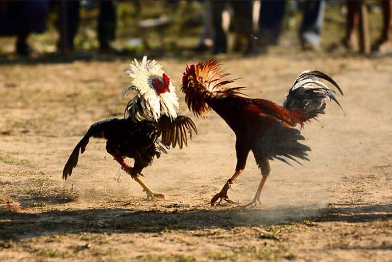 Đá Gà Cựa Dao - Huyền Thoại Sân Chọi Nét Văn Hóa Độc Đáo Của Người Việt